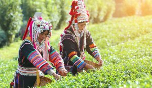 Tour Photo: Chiang Mai Cultural Adventure