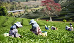 Tour Photo: Cameron Highlands Nature Tour