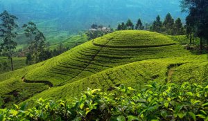 Tour Photo: Hill Country &amp; Tea Trails (4 Nights / 5 Days)