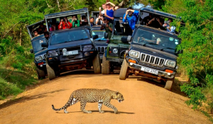 Tour Photo: Sacred Temples &amp; Wild Safari